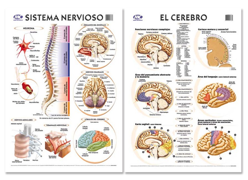 LAM.EDUC.50x70 d/faz S.NERV./CEREBRO