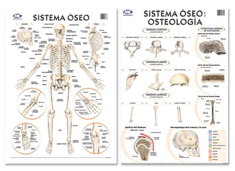 LAM.EDUC.50x70 d/faz S.OSEO/OSTEOLOGIA