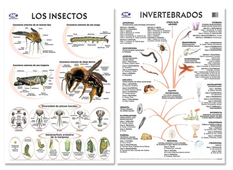 LAM.EDUC.50x70 d/faz INVERTEBR./INSECTOS